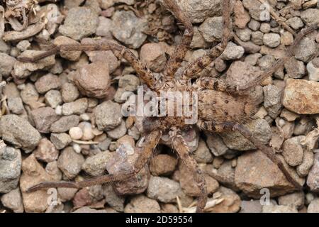 Terra camuffata ragno di Huntsman, Heteropoda venatoria, Satara, Maharashtra, India Foto Stock