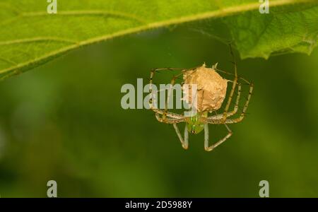 Green Lynx Spider, Peucetia sp a Bokaro, Bengala Occidentale, India Foto Stock