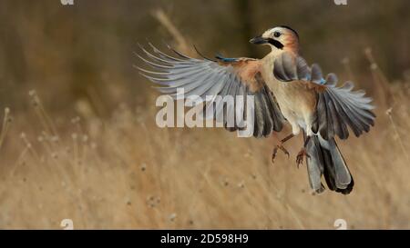 Uccelli - Jay eurasiatico in volo, Garrulus glandarius. Foto Stock