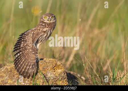 Il piccolo Owl Athene noctua, un giovane gufo siede su una roccia con la sua ala aperta. Foto Stock