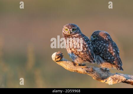 Due piccoli Owl Athene noctua, un giovane gufo si siede su un bastone in una bella luce. Foto Stock