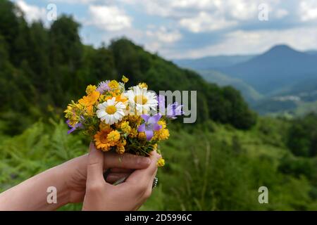 Mani di donna che tengono fiori selvatici in montagna, Bulgaria Foto Stock