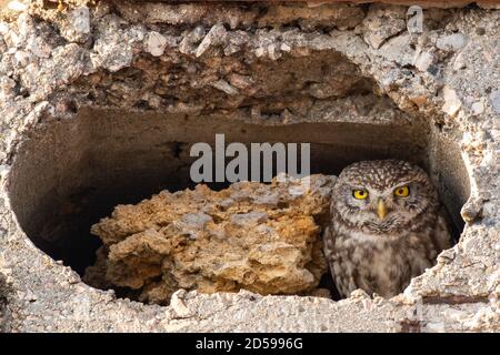 La piccola gufo Athena Noctua guarda fuori dal suo buco. Foto Stock