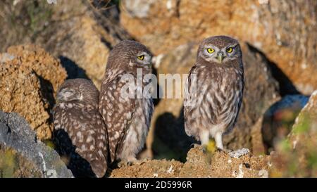 Il piccolo Owl Athene noctua, tre graziosi giovani gufi sono seduti al loro burrow. Foto Stock