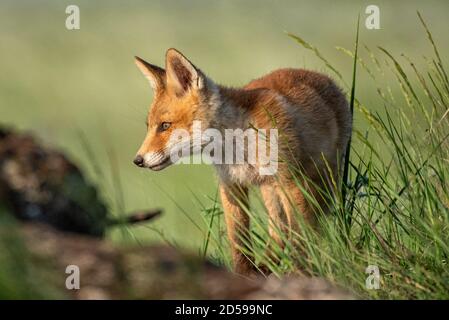 Cucciolo di volpe. Giovane volpe rossa in erba vicino al suo buco. Foto Stock