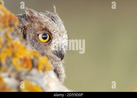 Scope Owl guardando fuori di nesthole. Otus scrops da vicino. Foto Stock