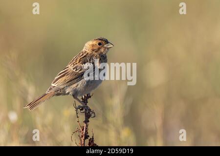 Granoturco Emberiza calandra si trova su una pianta su uno sfondo bellissimo. Foto Stock