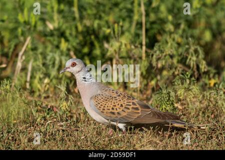 Colomba delle tartarughe europee, Streptopelia Turtur primo piano. Foto Stock