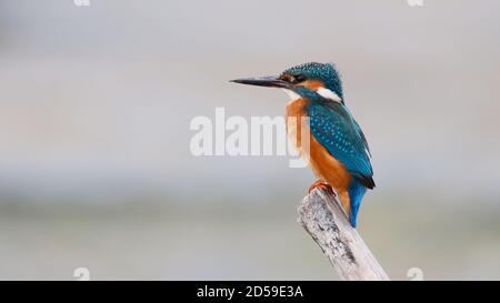 Comune Re pescatore seduto sul ramo in cerca di pesce, Alcedo atthis. Foto Stock