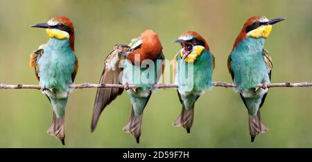 Uccelli colorati. Un gregge di api europee, merops apiaster, seduto su un ramo su un bellissimo sfondo. Foto Stock