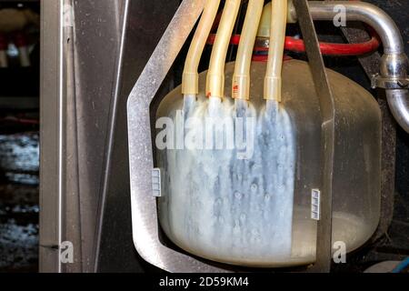 Il latte fluisce in un grande flacone di raccolta attraverso quattro tubi flessibili. Questo è il tipo di flacone utilizzato da una mungitrice robotica. Foto Stock