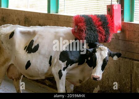 Una mucca nera e bianca che la graffia su un graffiatore elettrico posteriore in un fienile. Il graffiatore posteriore è una spazzola nera e rossa che gira quando il Foto Stock