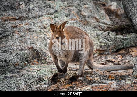 Wallaby dal collo rosso nelle zone temperate meridionali dell'Australia. Foto Stock