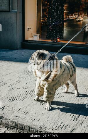 Il cane PUG che cammina per strada. Cucciolo che indossa cappotto invernale. Firenze, Italia Foto Stock