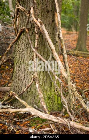 Rami messi contro il tronco di un albero di quercia in una foresta in autunno, Europa Foto Stock