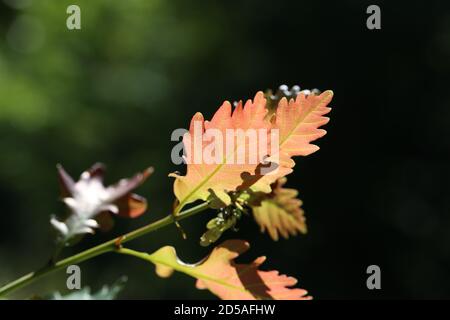 Le foglie sui rami di quercia sono dipinte giallo-rosso in autunno Foto Stock