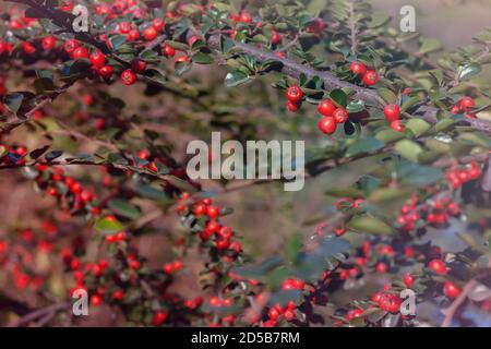 Una macro colpo di bacche rosse di cotoneaster bush. Foto Stock