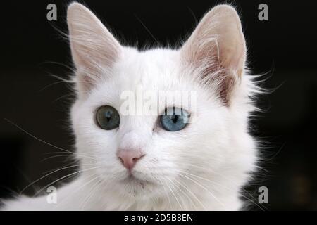 Van cat, Turchia, solo uno bianco e uno verde-blu occhi che carino gatti vivono in van Foto Stock