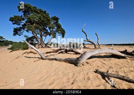 Dune paesaggio De Pollen e vecchi tronchi di alberi nel Parco Nazionale De Hoge Veluwe con il museo Kröller-Müller, provincia di Gelderland, Paesi Bassi Foto Stock