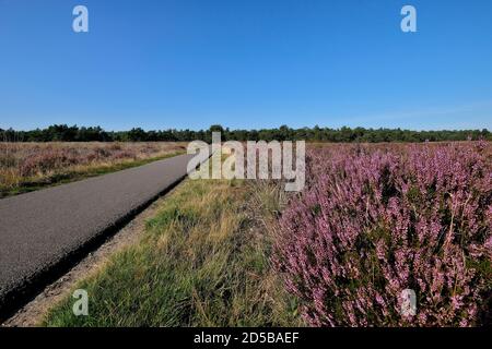 Percorso ciclabile attraverso il paesaggio di brughiera nel Parco Nazionale De Hoge Veluwe, un parco naturale nei Paesi Bassi, provincia Gelderland Foto Stock