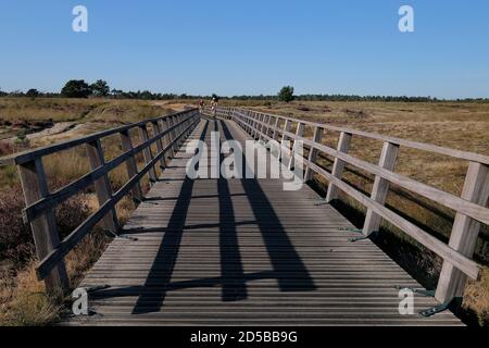 Ponte di legno attraverso il paesaggio della brughiera nel Parco Nazionale De Hoge Veluwe, un parco nazionale nei Paesi Bassi Foto Stock
