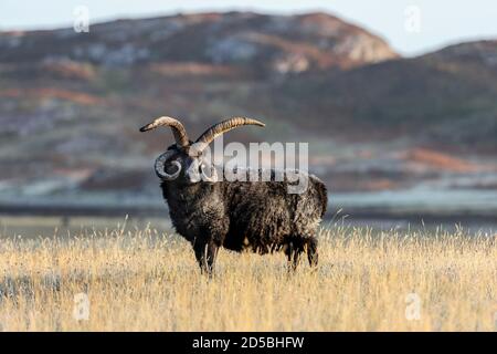 Pecore Ebridi illuminate da Early Morning Light, Northwest Highlands, Scozia Foto Stock