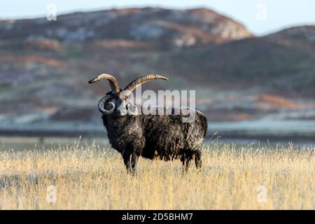 Pecore Ebridi illuminate da Early Morning Light, Northwest Highlands, Scozia Foto Stock