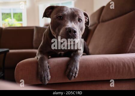 Il giovane inglese Staffordshire Bull Terrier riposa sul Brown Couch a casa. Adorabile Staffy blu sul divano nel soggiorno. Foto Stock