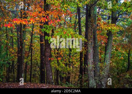 Una foto di paesaggio scattata ai margini della foresta nella valle di Shenandoah in una mattinata piovosa, Foto Stock