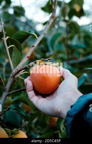 primo piano di un giovane caucasico che raccoglie un persimmon maturo dall'albero in un frutteto biologico Foto Stock