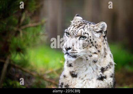 Spettacolo per adulti leopardo, panthera uncia, seduto in un ambiente boschivo. Spazio, per il testo. Foto Stock