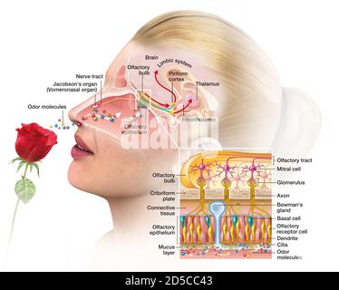 Donna con rosa, il senso dell'olfatto, illustrazione dettagliata della regione olfattiva Foto Stock