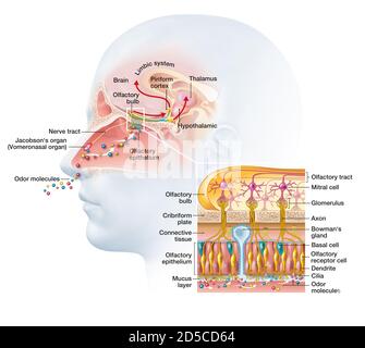 Il senso dell'olfatto e l'illustrazione dettagliata dell'olfattivo regione Foto Stock