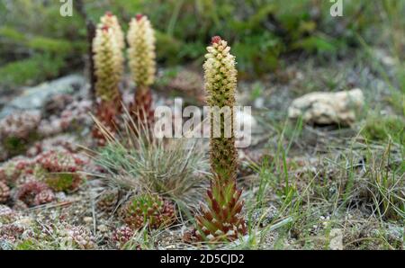 Orostachys spinosa cresce su superfici sassose. Fuoco selettivo. Piante dell'isola di Olkhon sul lago Baikal. Foto Stock