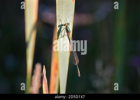 Femmina Willow Emerald Damselfly che si asciuga al sole del mattino tra praterie a Kibblesworth, Inghilterra nord-orientale Foto Stock