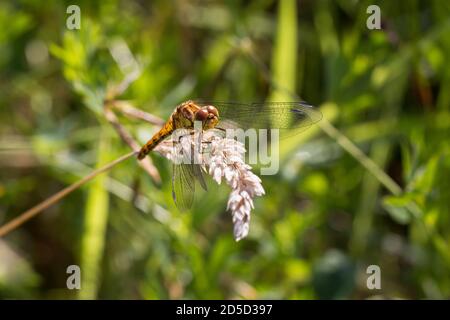Female comune Darter Dragonfly riposante tra l'erba a Kibblesworth, Inghilterra nord-orientale Foto Stock