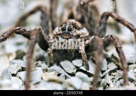 European Wolf Spider (Hogna radiata) Foto Stock