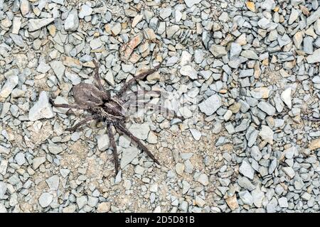 European Wolf Spider (Hogna radiata) Foto Stock