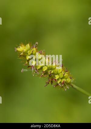 Primo piano di una pianta verde in prato Foto Stock