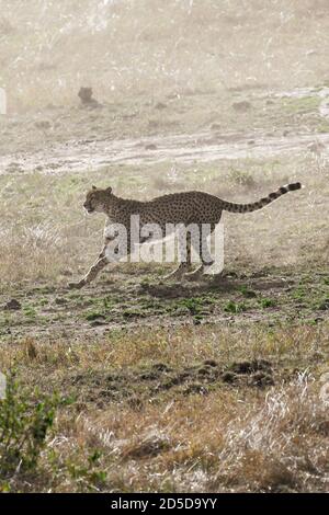 Ghepardo (Achinonyx jubatus) Correndo dopo preda nel Masai Mara del Kenya Foto Stock