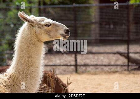 White Llama seduta crogiolarsi al sole all'interno di un recinto zoo Foto Stock