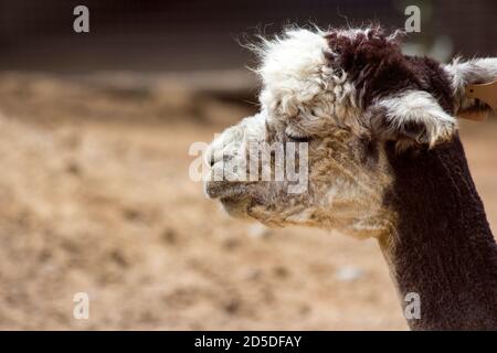 Llama marrone e bianco seduto crogiolarsi al sole all'interno di un recinzione dello zoo Foto Stock