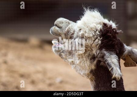 Llama marrone e bianco seduto crogiolarsi al sole all'interno di un recinzione dello zoo Foto Stock