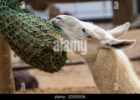 Llama marrone e bianco seduto crogiolarsi al sole all'interno di un recinzione dello zoo Foto Stock