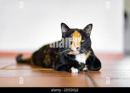 Bellissimo calico tortoiseshell gatto tabby sdraiato su un balcone che guarda direttamente sulla fotocamera Foto Stock