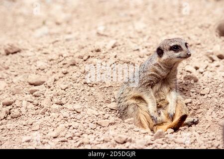 Lazy Meerkat seduto giocosamente sulla sabbia del deserto e pietre rilassanti Foto Stock