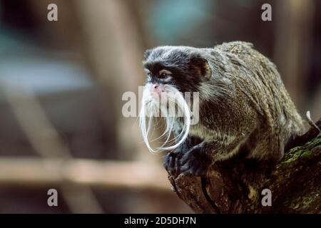 Ritratto a fuoco morbido dell'imperatore Tamarin appollaiato su un moncone Foto Stock