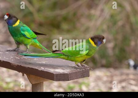 Anello australiano nel John Forrest National Park di Perth, Australia occidentale Foto Stock