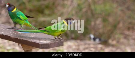 Anello australiano nel John Forrest National Park di Perth, Australia occidentale Foto Stock