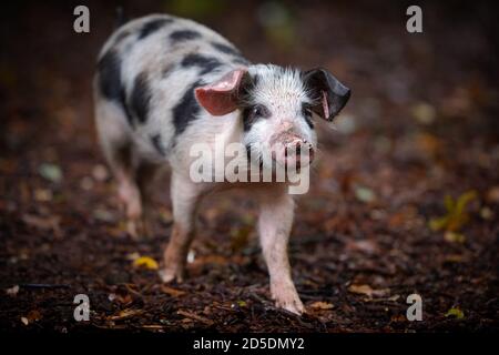 I suinetti e i suini si nutrono sul fondo della foresta della Nuova foresta alla ricerca di ghiande e altre noci come parte della stagione delle noci quando i maiali vagano liberamente. Foto Stock